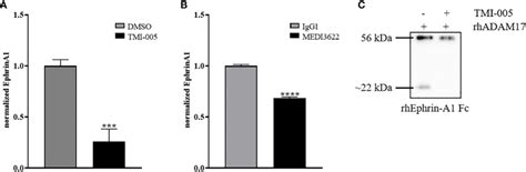 Ephrin A1 Cleavage Is Mediated By Adam17 Cellular Supernatants Derived Download Scientific