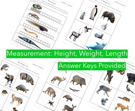 Measurement Worksheets Height Weight Length My Teaching Library