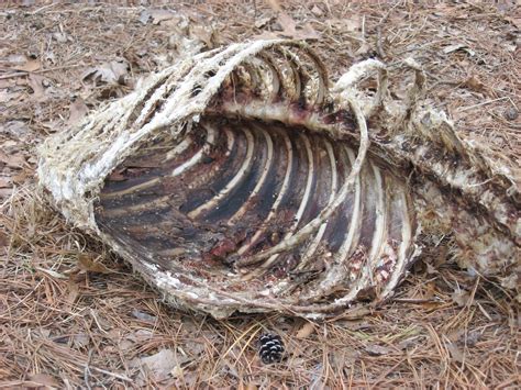 Dead Deer Carcass On Side Of Road 2 Nik Opie Flickr