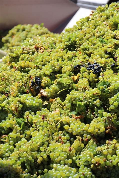 Sauvignon Blanc Harvest At Sebastiani Vineyards And Winery Sonoma