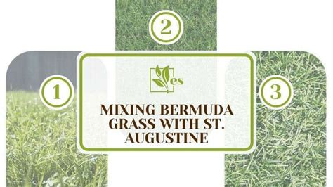 Mixing Bermuda Grass with St. Augustine: Amazing How-to Guide - Evergreen Seeds