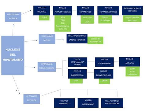N Cleos Hipotal Micos Neuroendocrinolog A Endocrinolog A Udocz
