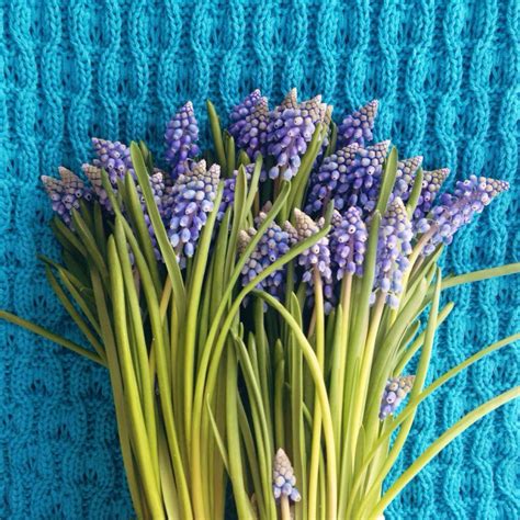 Мускари 💙💙💙 | Plant decor, Plants, Flowers