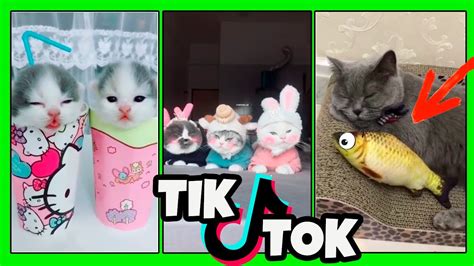 Catsbeing Cats 😼😼 Cats Of Tiktok Ultimate Compilation 13 Youtube