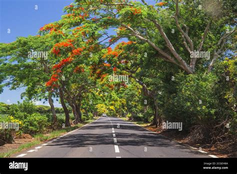 Route De L Le Maurice Avec Beau Arbre Exotique Aux Fleurs Rouges