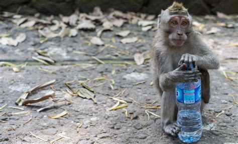 Sacred Monkey Forest Sanctuary In Ubud, Bali: Visitors Guide