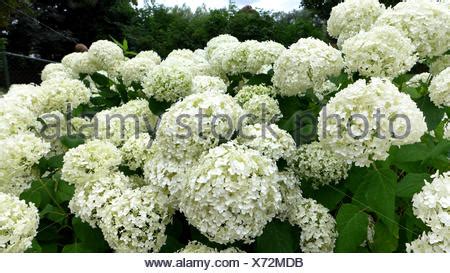 Garten Hortensie Spitze Kappe Wei Bl Henden Garten Hortensie