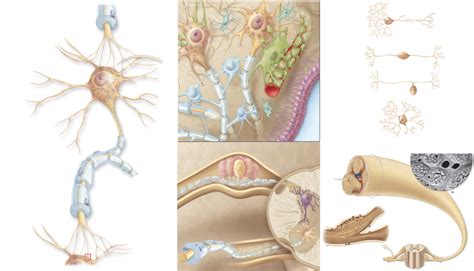 Neurons And Neuroglia Diagram Quizlet