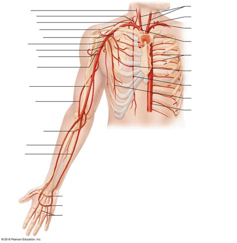 Arteries Of The Right Upper Limb And Thorax Diagram Quizlet