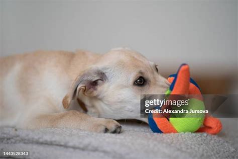 Dog Tearing Up Furniture Photos And Premium High Res Pictures Getty