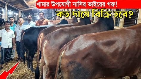 খামার উপযোগী নাসির ভাইয়ের গরু কত দামে বিক্রি হবে গাবতলী গরুর হাট 2023