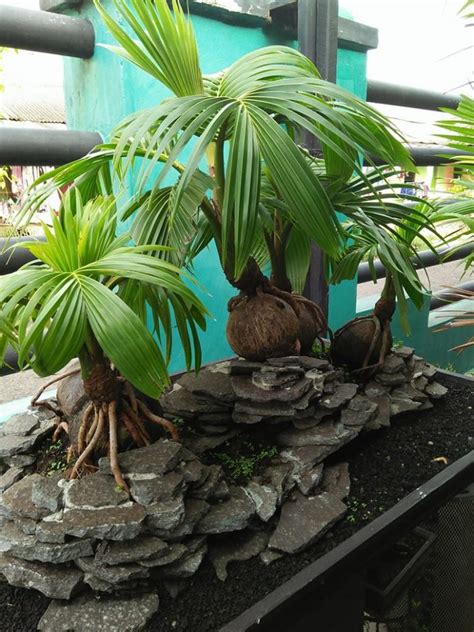 Foto Bonsai Kelapa Unik Aneka Ragam Bentuk Bonsai Riset