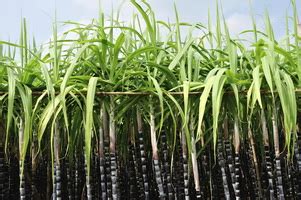 Brazil Approves GM Sugarcane For Commercial Use Crop Biotech Update