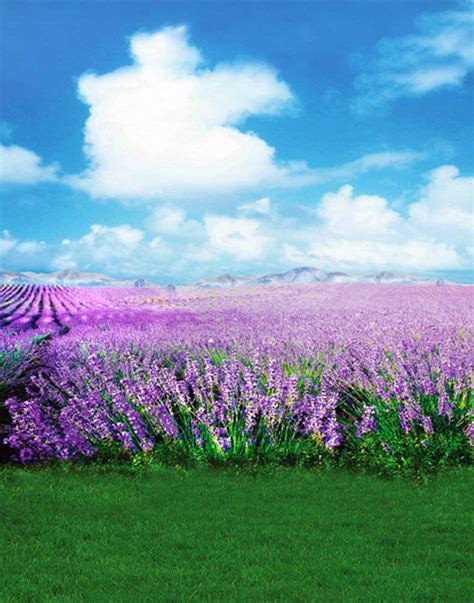 ABPHOTO Polyester Blue Sky White Cloud Purple Flowers Lavender