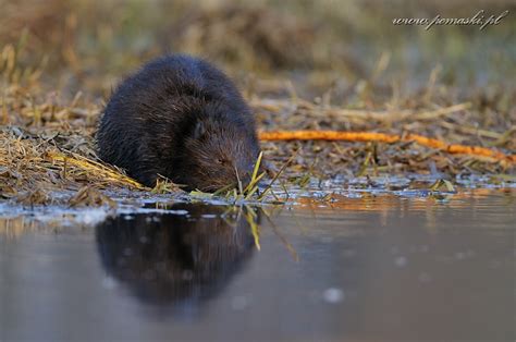 Galeria Ssaki Mammals B Br Europejski European Beaver Castor