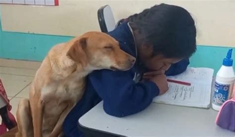 La cosa più dolce che vedrai oggi un cane si accoccola accanto a una