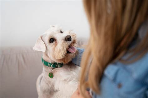 Por qué tu perro inclina la cabeza cuando le hablás