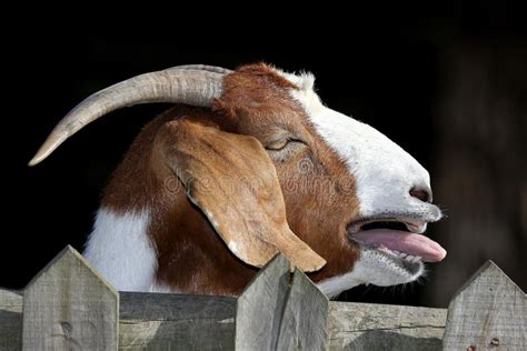 Bleating Goat Stock Image Image Of Outdoor Calling 35846691