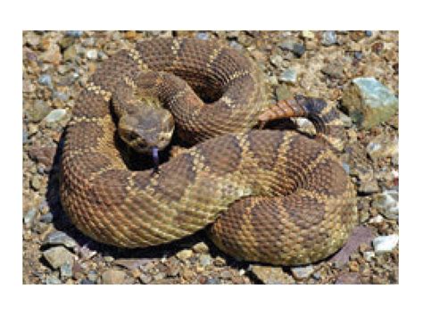 Warning Bay Area Rattlesnakes Awaken From Winter Hibernation Walnut