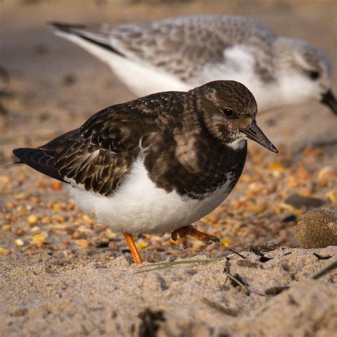 Trogtrogblog Bird Of The Week Turnstone