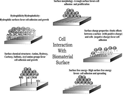 Cartoon Depicting The Role Of Surface Properties Of Polymers During Download Scientific Diagram