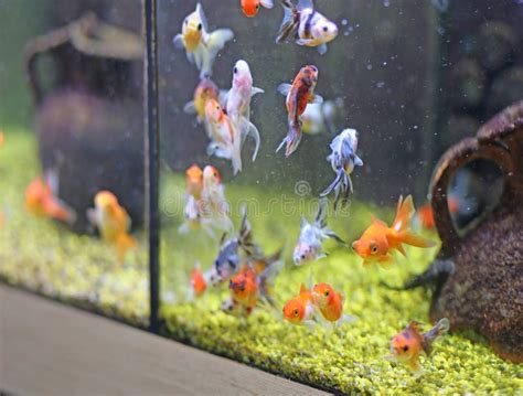 Poisson Rouge à Vendre Dans L'aquarium De Magasin De Bêtes Photo stock - Image du poissons, sous ...