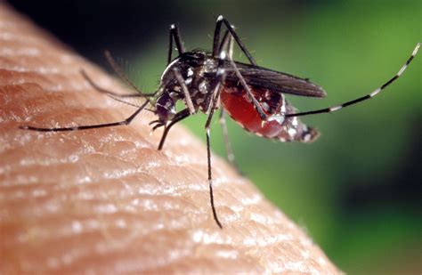 Free picture: aedes albopictus, mosquito, genus, culicine, family ...