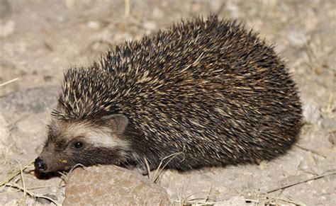 Atelerix frontalis (South African hedgehog)