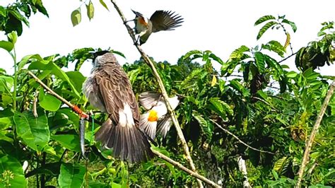 Mikat Burung Kutilang Di Lokasi Perawan Pikatnya Ngotot Dan Gacor