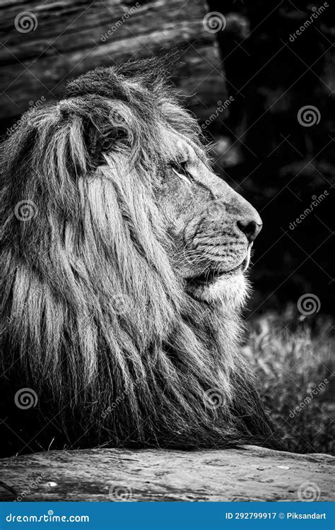 Portrait of a Majestic Lion King Stock Image - Image of majestic, lion: 292799917