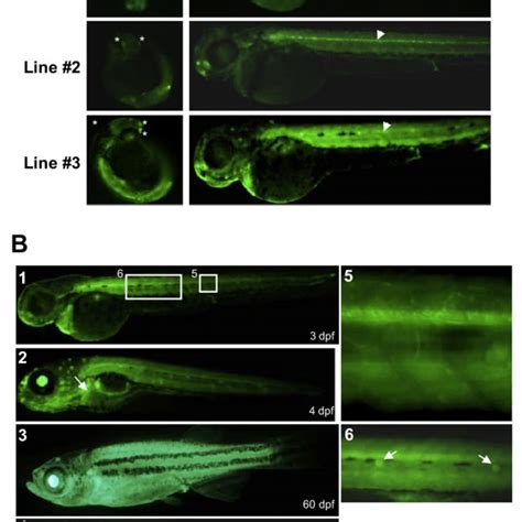 External Fluorescence Observed In Hcmv Ieegfp Transgenic Zebrafish