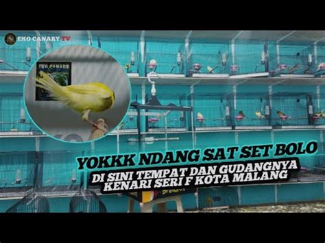 TEMPAT DAN GUDANGNYA KENARI SERI F KOTA MALANG YouTube