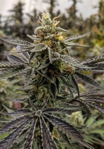 AK-47 Seeds - Marijuana Grow Shop