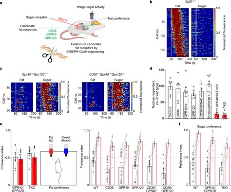 Intestinal GPR40 And GPR120 Fat Receptors Activate The Gutbrain