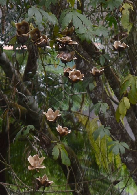 Distimake Tuberosus Kuranda Qld E B Russell Cumming