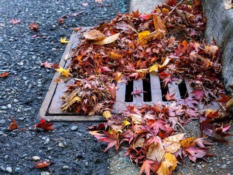 How A Clogged Storm Drain Affects Your Property Pacific Plumbing And