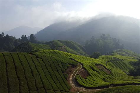 Day Tour Cameron Highland Ex Kl Taman Negara Travel