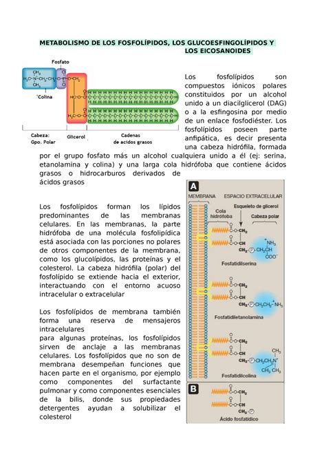 Metabolismo DE LOS Fosfolipidos LOS Glucoesfingolípidos Y LOS