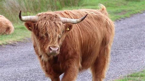 Highland Cows Mooing Youtube