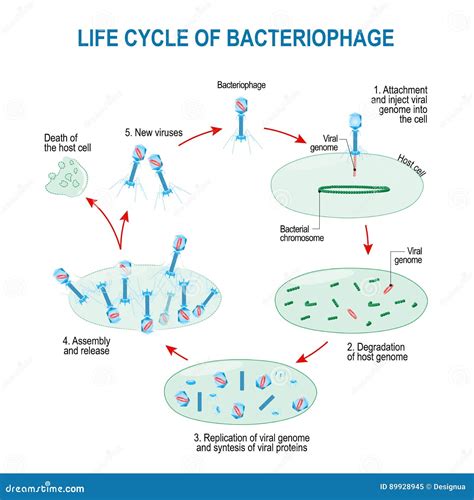 Ciclo De Vida Do Bacteriófago Ilustração Do Vetor Ilustração De Ciência Infectado 89928945