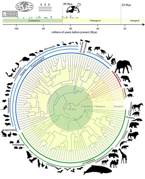 Mammalian Tree Of Life 100 Million Years Of Evolution Rcoolguides