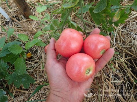 Pomidor Odmiany Costoluto Fiorentino Karbowane Owoce