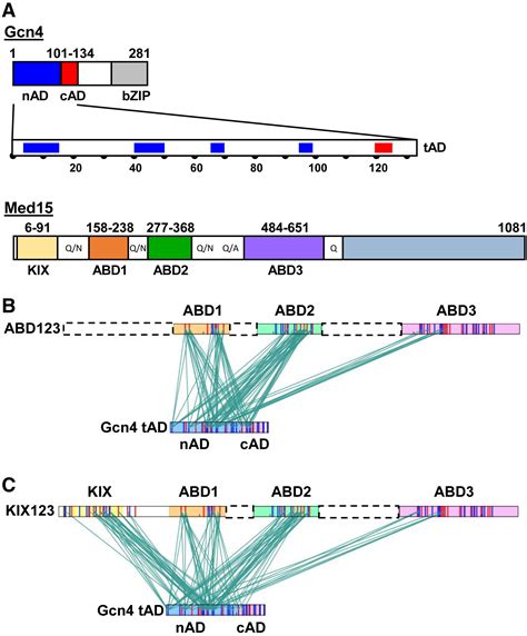 Gcn4 Mediator Specificity Is Mediated By A Large And Dynamic Fuzzy