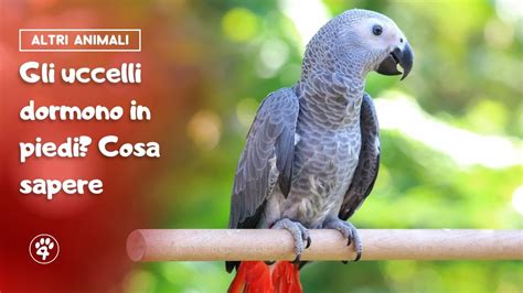 Gli Uccelli Dormono In Piedi Cosa Sapere Amoreaquattrozampe It