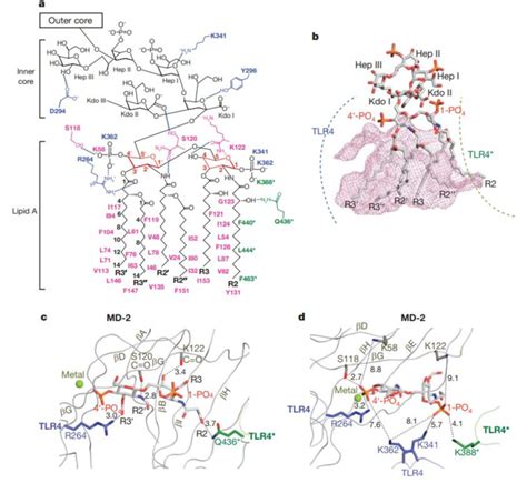 Binding Of Lps To Tlr Md Receptor Complex Park Et Al A