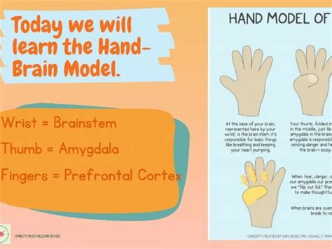 The Hand-Brain Model | Teaching Resources