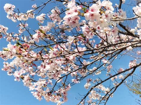 今日はさくらの日 上人荘のブログ