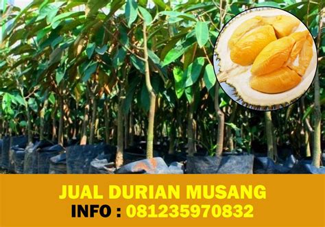 Jual Bibit Pohon Durian Musang King