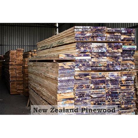 Pinewood in Ahmedabad पइनवड अहमदबद Gujarat Pinewood Pine Tree