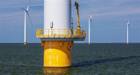 Windfarms show potential as lobster habitat, UK study finds - Undercurrent News